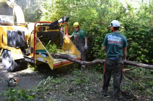 tree services Hampshire